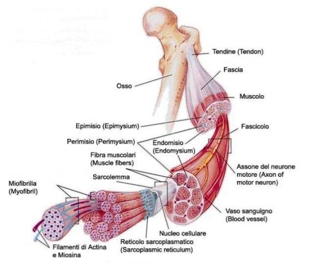 muscolo fascicolo fibra Epimisio