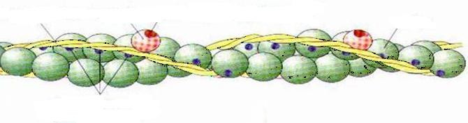 Miosine type II Linea M Sarcomero (2-3 μm) Banda H (solo filamenti spessi) Banda I (solo filamenti