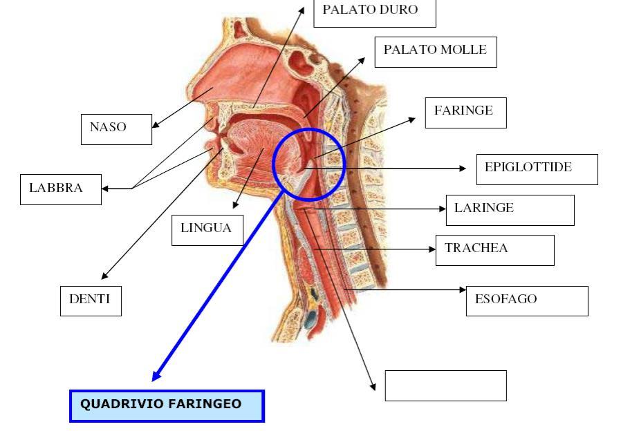 ANATOMIA