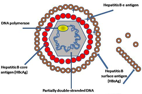 Il virus Genere: Hepadnavirus Virus con genoma a DNA circolare parzialmente a doppio filamento di 3200 basi, capside icosaedrico, pericapside