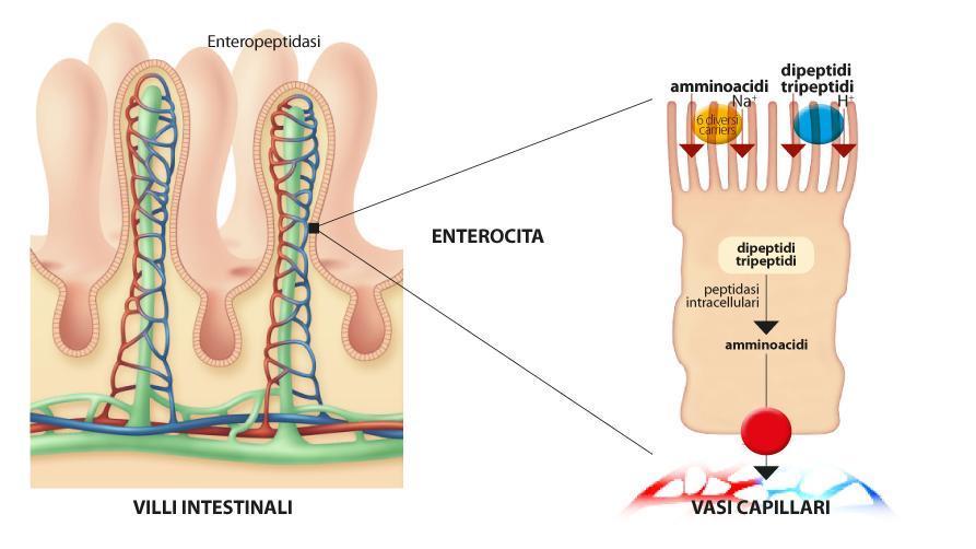 DIGESTIONE E