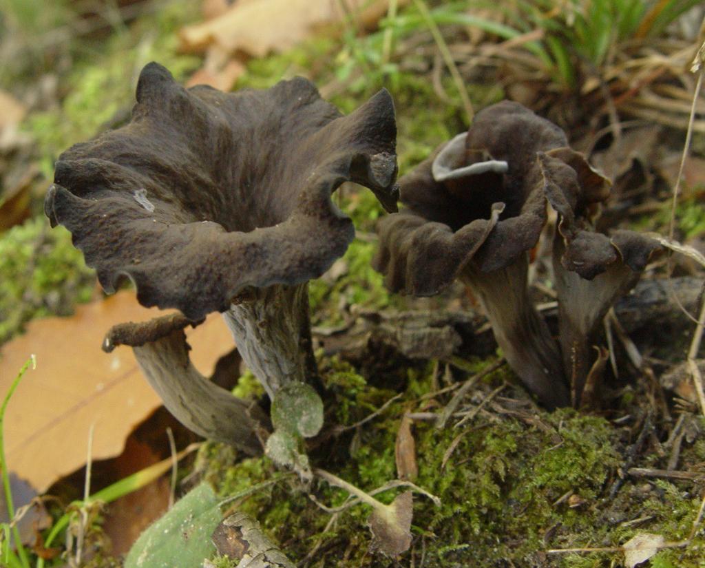 Craterellus