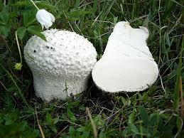 Calvatia