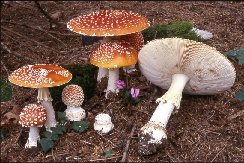 Amanita caesarea