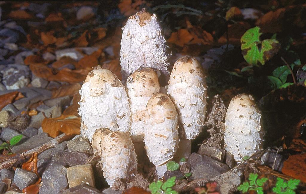 Coprinus