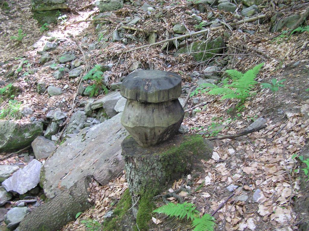 Boletus