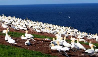 000) di tutta l America del Nord. Ci sarà anche del tempo per osservare la colonia di foche. Pranzo pic-nic (non compreso). Nel pomeriggio rientro a Percé.