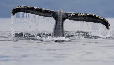 GIORNO 9 TADOUSSAC Mattinata al centro di interpretazione delle balene con biologo marino.