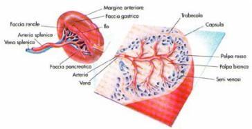 Il parenchima splenico si divide in: POLPA ROSSA: costituita da vasi sanguigni (sinusoidi splenici) intervallati da cordoni di cellule del sangue (cordoni splenici).