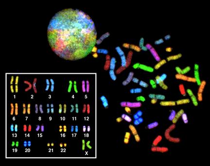 MUTAZIONI CROMOSOMICHE Sono variazioni rispetto alla situazione normale della struttura o del numero di cromosomi.