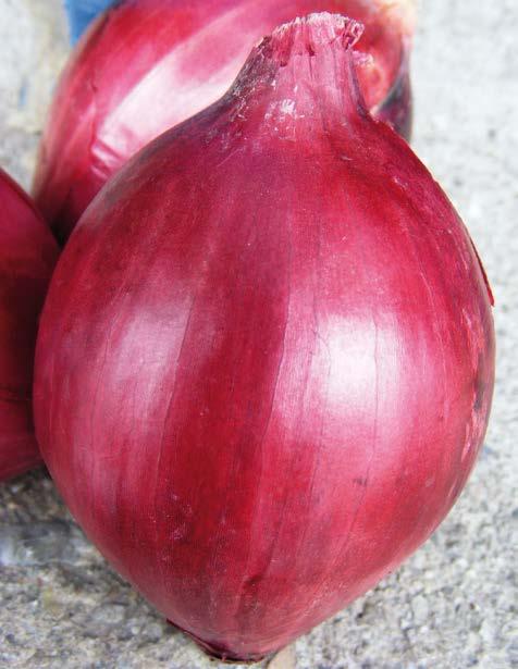 Bulbo dalla forma allungata dal colore bianco- violaceo, con tuniche interne striate di rosso.