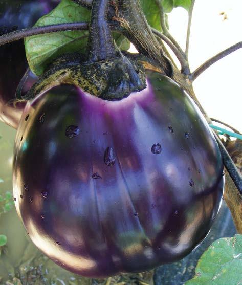 Melanzana violetta, bianca, striata 3650 Violetta Firenze Melanzana precoce a frutto molto grande, ovoidale irregolare, di colore viola scuro lucente e calice verde.