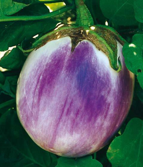 I frutti sono grossi, rotondeggianti irregolari, pesanti, di colore bianco con leggere sfumature rosa. 3625 Bianca Tipologia di melanzana di color bianco-crema, con la completa assenza di antociani.