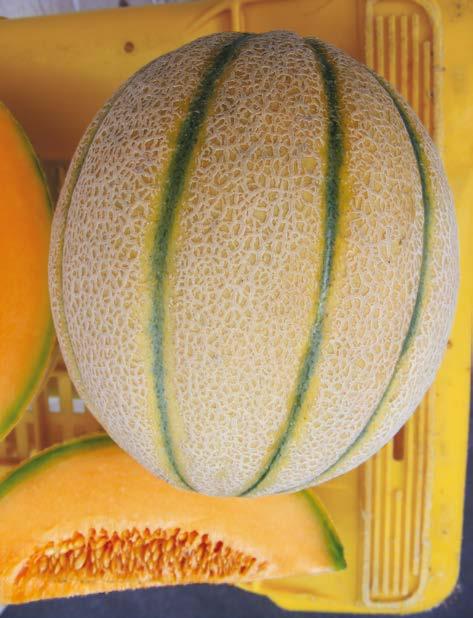 Il frutto è tondo, di pezzatura medio grande. La polpa, di colore arancio carico, è di gusto aromatico ed ha Brix elevato. Adatto per colture di pieno campo e per piccolo tunnel.