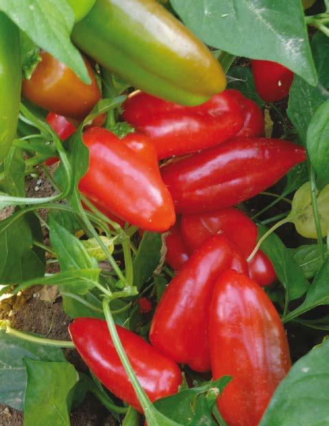 Le varietà si adattano bene alla coltivazione in vaso, ma anche in pieno campo. 4199 Snack Arancio F.1 Tipologia di peperone F.