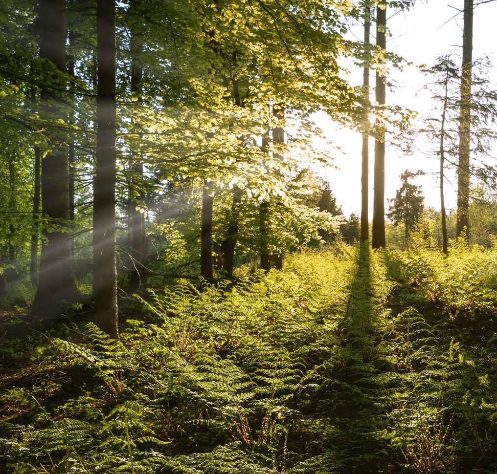 Qualità della vita La luce ha proprietà sorprendenti, indipendentemente dal fatto che sia artificiale o naturale.