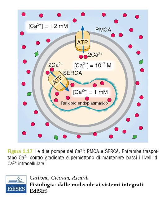 Ca 2+ ATPasi: PMCA e SERCA Trasporti attivi primari Idrolisi di ATP accoppiata al movimento del Ca 2+ PMCA PMCA: utilizzato per espellere all esterno della cellula