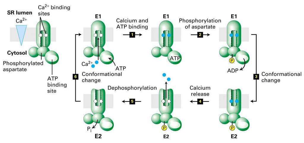 Pompa del Calcio Ha carattere di uniporto È una ATPasi Ca-dipendente detta anche Ca/Mg-ATPasi È presente sia nella membrana plasmatica (PMCA) che nella membrana del reticolo endoplasmatico (SERCA) e