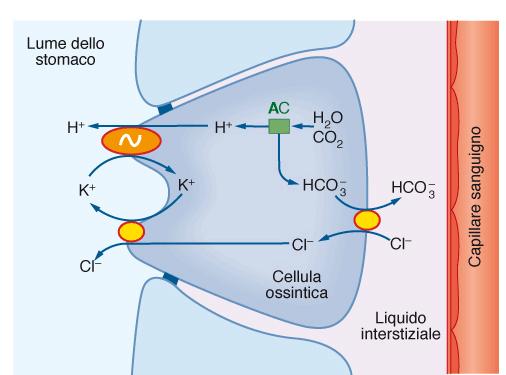 Durante la digestione gastrica, essa provvede ad immettere nel citoplasma delle cellule ossintiche ioni K (presenti nel contenuto dello stomaco)