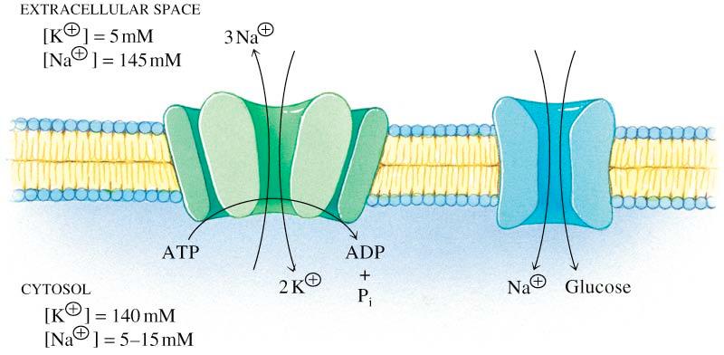 TRASPORTO ATTIVO SECONDARIO Consente di trasferire attraverso la membrana, contro-gradiente, molecole anche complesse, utilizzando come fonte di energia il passaggio transmembranale secondo-gradiente