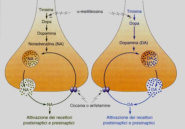 Simporti Na + /neurotrasmettitori Azione delle droghe stimolanti sui terminali assonici catecolaminergici.