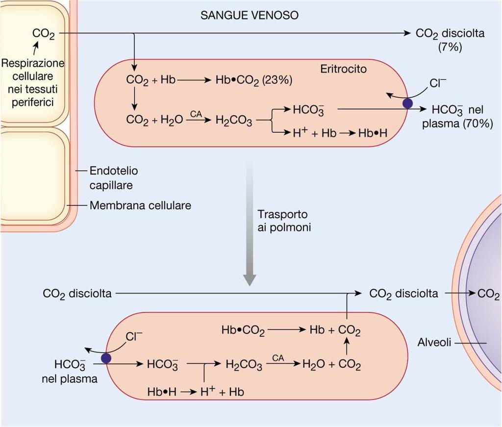 Il contro trasporto HCO 3- /Cl - è tipicamente reversibile per cui opera ugualmente bene sia in ingresso che in uscita dalle cellule.