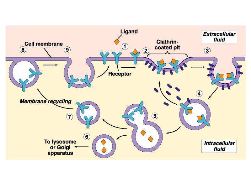 1. I recettori proteici sulla membrana cellulare si legano al loro ligando specifico 2. Il complesso recettore-ligando migra verso una regione definita fossetta rivestita 3.