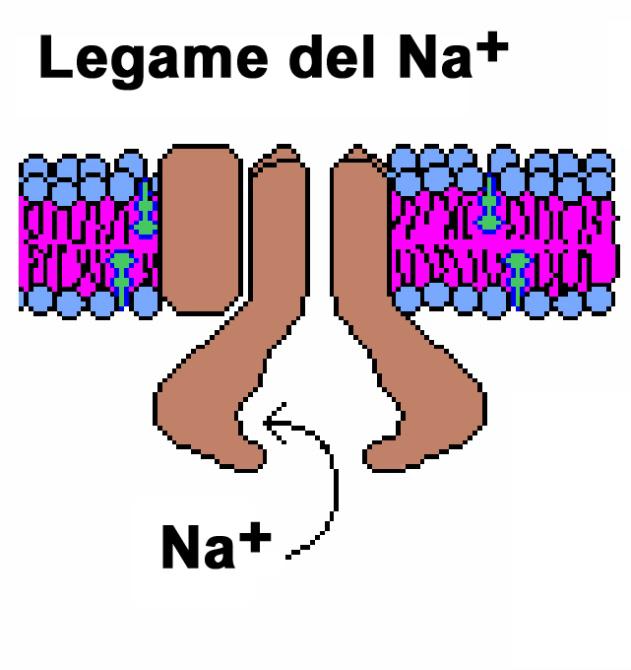 La pompa, con ATP legata, lega 3 ioni Na +