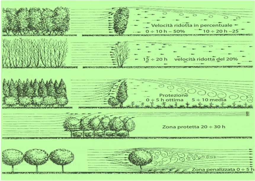 Temperare gli estremi termici ('Spazi verdi urbani' - Scudo, de la Torre) La vegetazione, come tutti gli oggetti al suolo che aumentano la rugosità aerodinamica, diminuisce la velocità del vento.