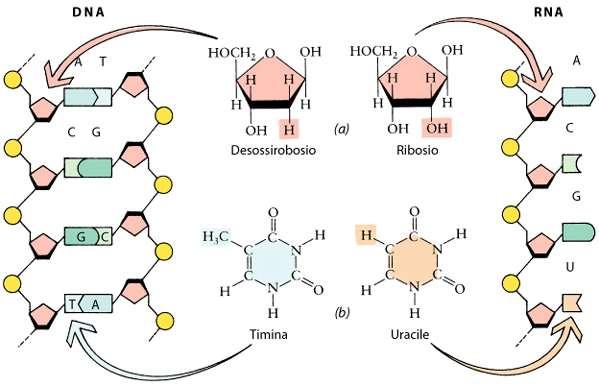 DNA e RNA