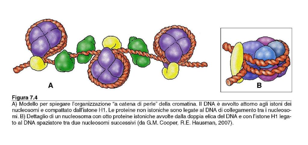 Nell organizzazione a catena di perle della cromatina il DNA degli Eucarioti è avvolto attorno agli istoni.