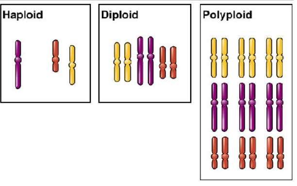 La poliploidia è