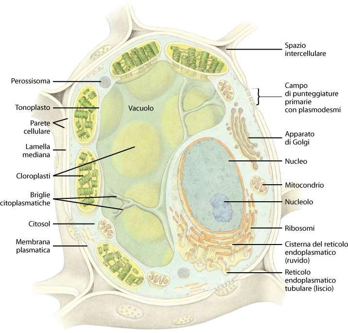 cellula