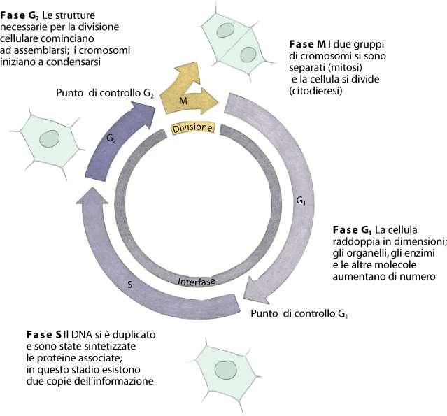 Fase S: duplicazione del DNA Specifici complessi