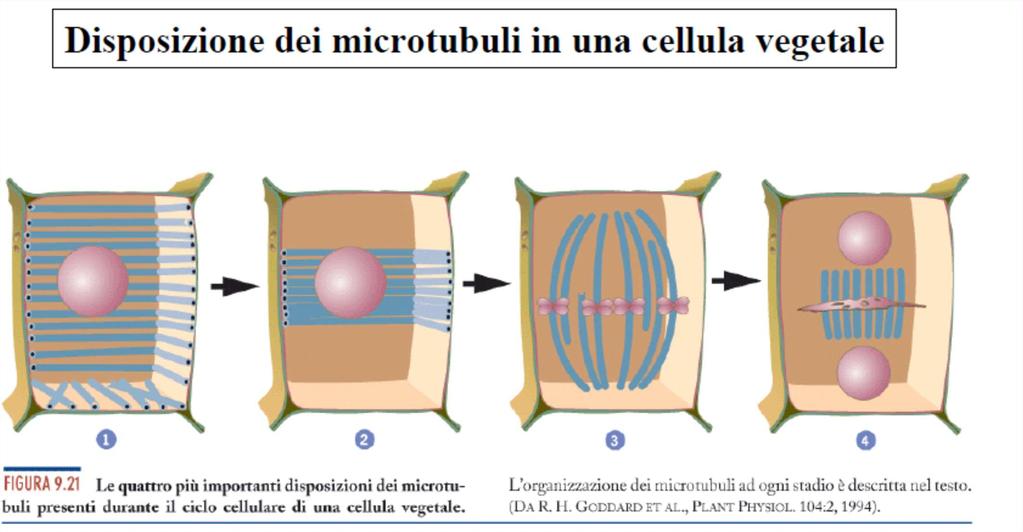 Microtubuli corticali Banda