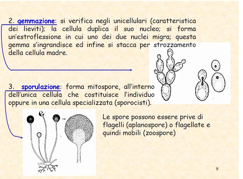 Organismi unicellulari Organismi unicellulari o pluricellulari