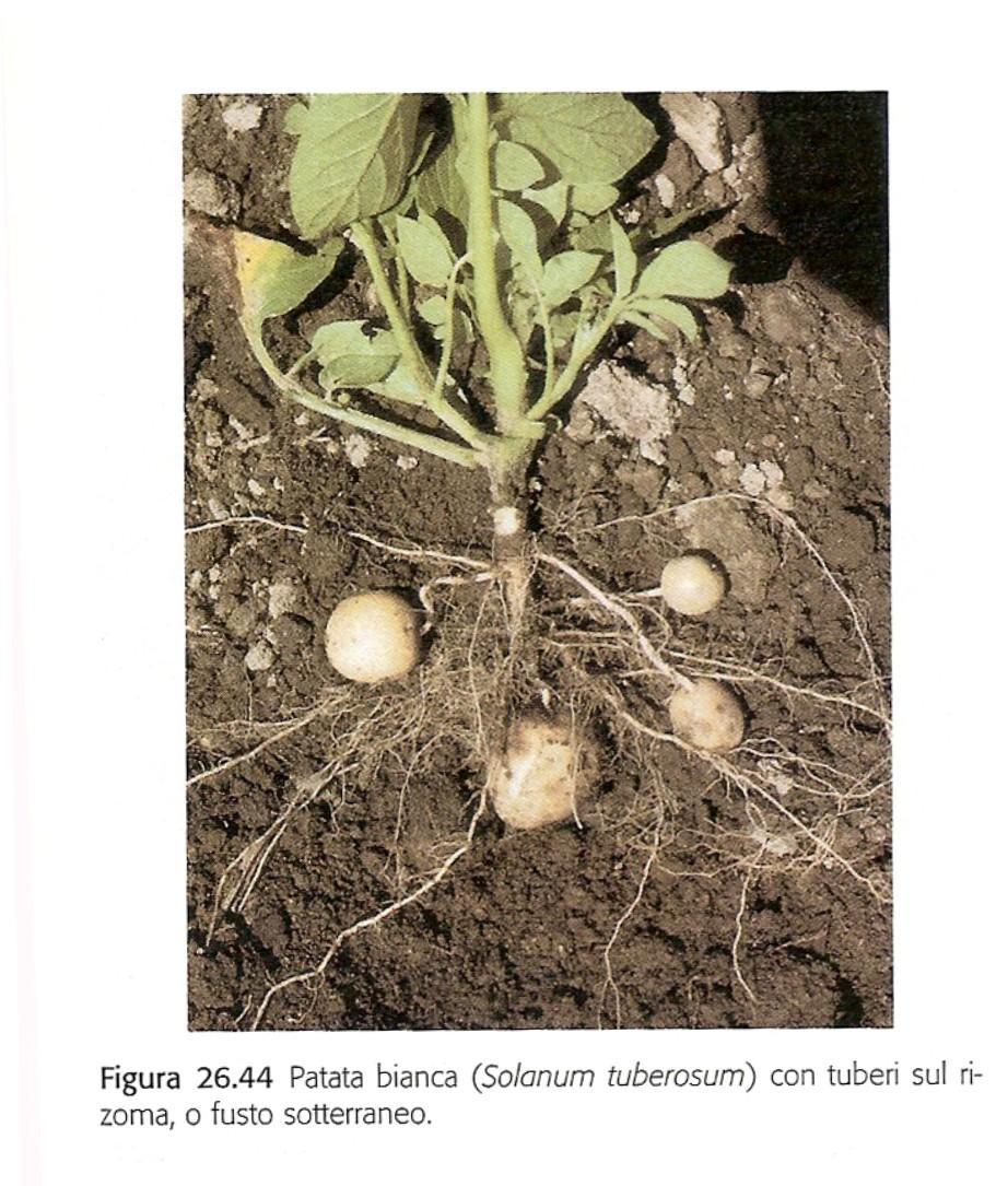 La patata ha tre diversi tipi di fusto: 1)fusto verticale con le vere foglie; 2) stoloni sotterranei 3) tuberi all