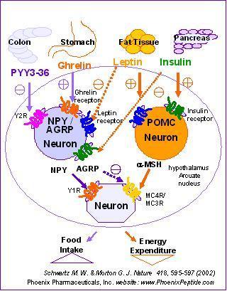 Fig.1: Rappresentazione schematica dei principali fattori bioumorali coinvolti nel controllo dell alimentazione e della loro interazione neuronale.