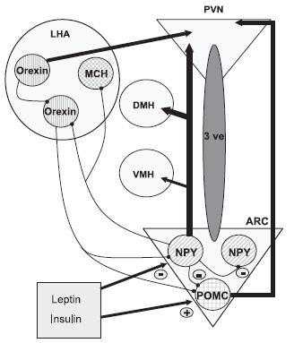 Fig.2: Rappresentazione schematica e semplificata delle connessioni esistenti fra i nuclei ipotalamici coinvolti nella regolazione del comportamento