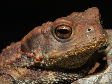 Gli adulti arrivano a 15 cm di lunghezza con le femmine più grandi dei maschi. Ha una pelle molto verrucosa.