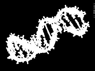 CARATTERIZZAZIONE GENETICA DNA estratto da giovani foglie o da tralci di un anno secondo una metodica
