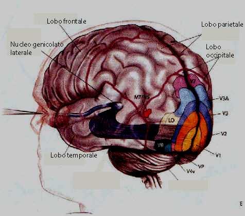 LA PERCEZIONE DEL COLORE La formazione della percezione del colore avviene in tre fasi: 1.