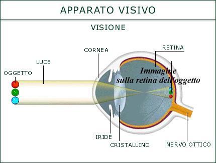 Quando un innamorato guarda la sua dolce metà, capta un immagine che l occhio con la sua lente convergente formata da cornea, camera anteriore, cristallino e camera posteriore, proietta su una