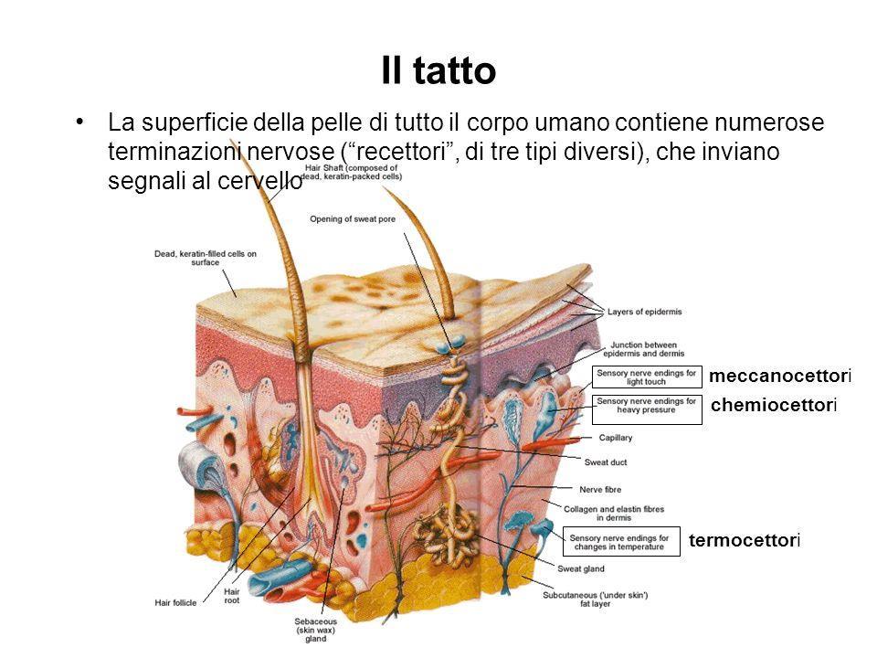 captano le sensazioni scatenate dalle carezze e le trasmettono alle terminazioni nervose scatenando una corrente elettrica, che risale dal midollo spinale al cervello liberando l endorfina, anch essa