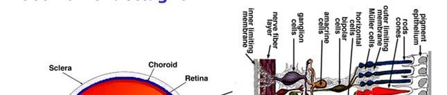 Esso proietta verso la fovea l immagine capovolta dell oggetto osservato.