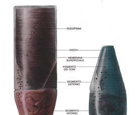 Coni e bastoncelli Retina 5 6 Coni e bastoncelli Coni e bastoncelli Vi sono circa 6-7 milioni di