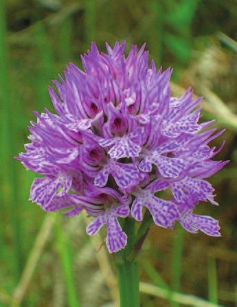 fioritura delle orchidee selvatiche. Ogni Parco, o Riserva, conserva diverse specie dell incantevole e prezioso fiore.