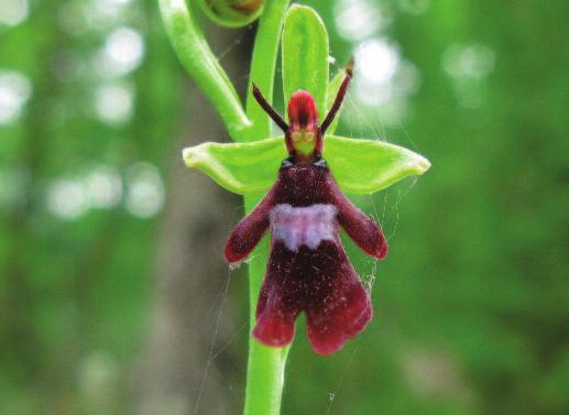 attività Il sistema di protezione ambientale della Regione Lazio Vito Consoli Direttore della Direzione Ambiente e Sistemi Naturali della Regione Lazio Le orchidee sono la sintesi della bellezza.