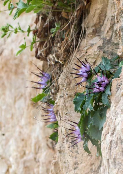 I fiori, un mondo di sapori e saperi da scoprire! Passeggiata accompagnati da un esperto botanico nel Parco Nazionale Dolomiti Bellunesi.