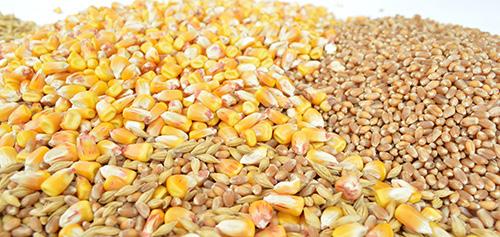 maggio 2017 4 Il mercato mondiale di cereali e soia aggiornamento previsioni campagna 2016/17 Frumento tenero: le stime USD indicano una produzione mondiale di frumento in aumento del 2,2% rispetto
